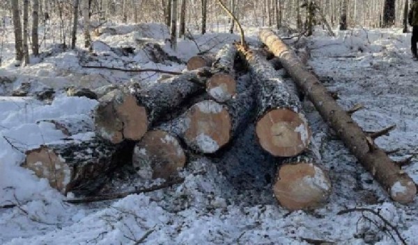 10 человек осуждены за незаконную рубку леса в Чунском районе                            