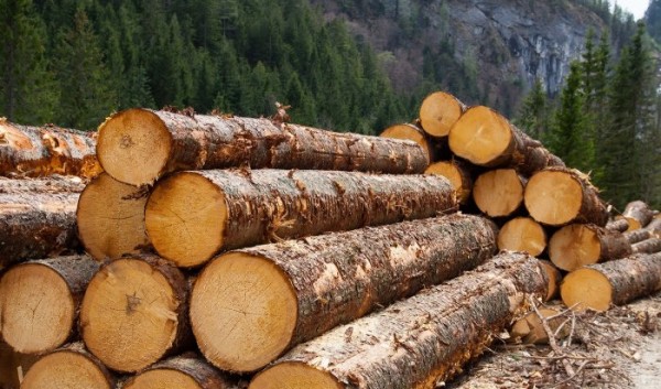Мэра Куйтунского района обвиняют в&nbsp;контрабанде лесоматериалов                            