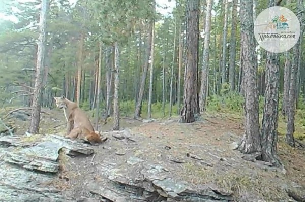 
                Фотоловушка в урочище Малышкино запечатлела рысь с двумя котятами
                
            