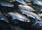 
                Ученые отмечают рост популяции байкальского омуля
                
            