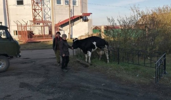 В Куйтуне спасатели помогли корове, застрявшей в заборе                            