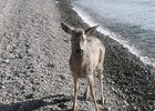 
                В Листвянке инспекторы лесничества спасли застрявшую у берега Байкала косулю
                
            