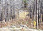 
                К весне 2023 года в бухте Песчаной подготовят площади для лесовосстановления
                
            