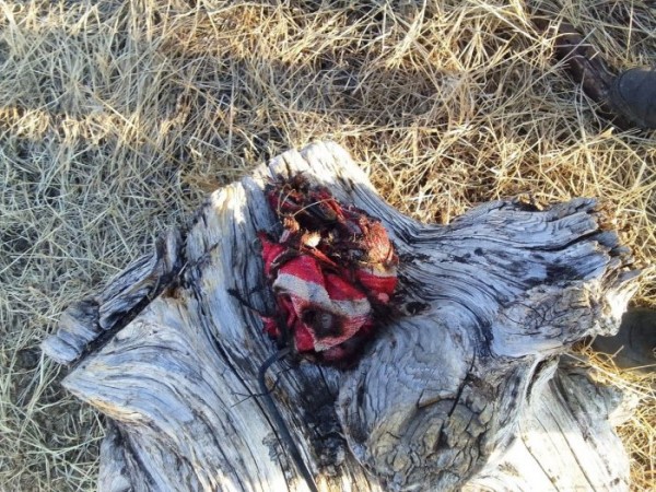 Установлен виновник лесного пожара в&nbsp;Баяндаевском районе                            