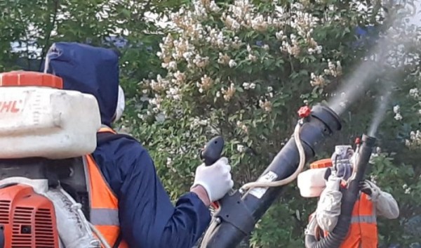 В&nbsp;Иркутске продолжают обработку деревьев от&nbsp;горностаевой моли                            