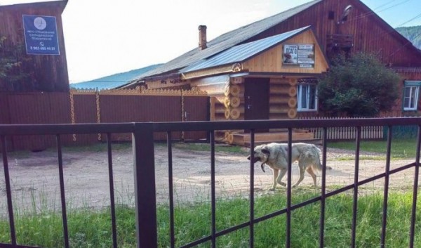 В&nbsp;Жигаловском районе собака с&nbsp;подозрением на&nbsp;бешенство покусала нескольких людей                            