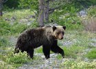
                Охотнадзор: численность медведя в Иркутской области больше оптимальной в 1,8 раза
                
            