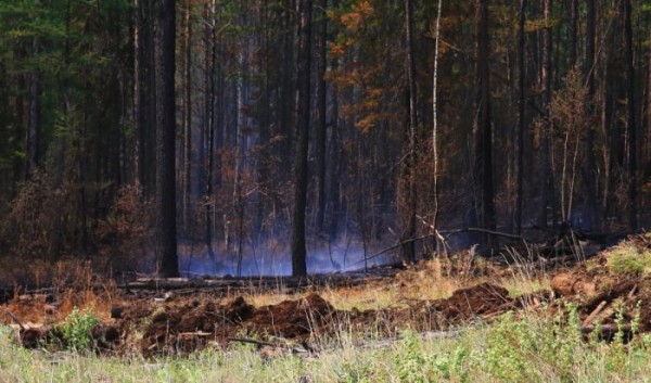 Три лесных пожара потушили в Иркутской области 28 августа Три лесных пожара потушили в Иркутской области 28 августа