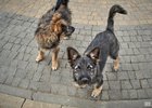 
                Администрация Братского района выплатила компенсацию трем детям за укусы бездомных собак
                
            