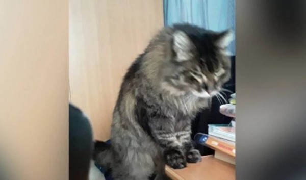 Если&nbsp;бы не&nbsp;кошачья шалость иркутянка отдала мошенникам гораздо больше денег                            