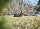 
                Суд взыскал с администрации Шелехова компенсацию подростку за укус бездомной собаки
                
            