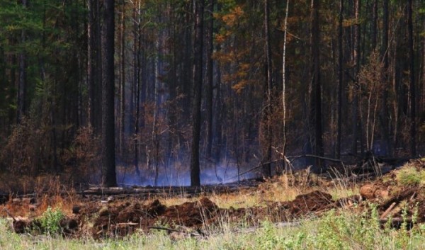 В Иркутской области потушили один лесной пожар                            