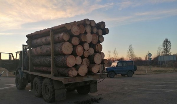 В Нижнеудинском районе полиция задержала черного лесоруба                            