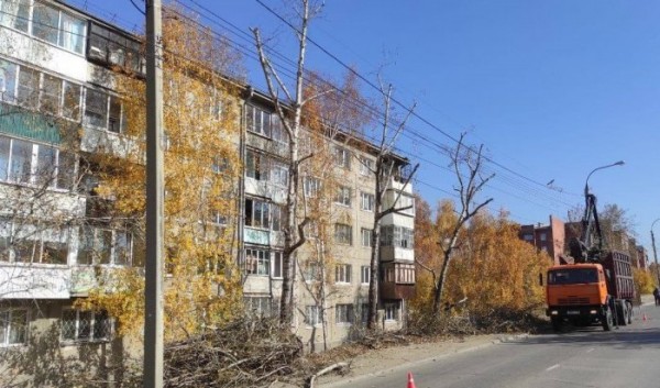 В Иркутске продолжают формовочную обрезку деревьев В Иркутске продолжают формовочную обрезку деревьев