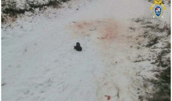 В Усольском районе собаки насмерть загрызли пенсионера                            