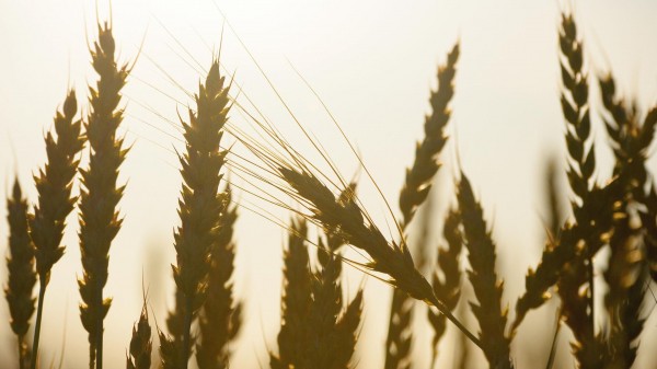 Абрамченко заявила о необходимости регулирования в сегменте фермерской продукции
