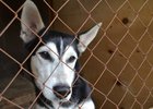 
                В Иркутской области начали принимать документы на конкурс грантов на создание приютов для животных
                
            
