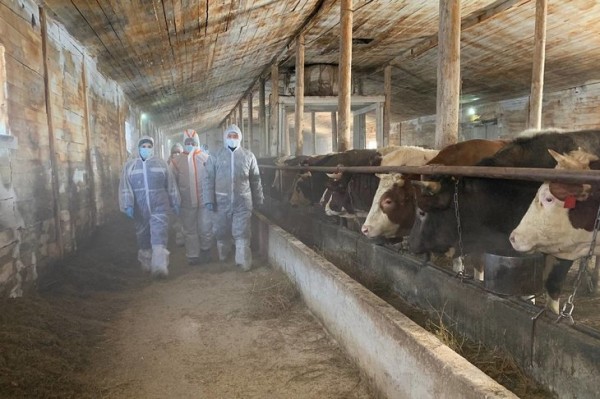 
                В Иркутской области зафиксировали 11 очагов узелкового дерматита у коров
                
            