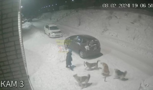 В Усть-Куте стая собак напала на ребенка (Видео)                            