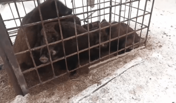 В&nbsp;Приангарье сотрудники Охотнадзора обнаружили самолов с&nbsp;кабанами (Видео)                            