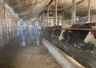 
                В Иркутской области зафиксировали 11 очагов узелкового дерматита у коров
                
            