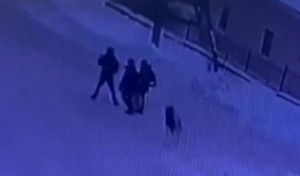 В Иркутске мальчика покусала домашняя собака В Иркутске мальчика покусала домашняя собака