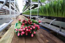 К 8 Марта «Горзеленхоз» вырастил 600 тысяч тюльпанов К 8 Марта «Горзеленхоз» вырастил 600 тысяч тюльпанов