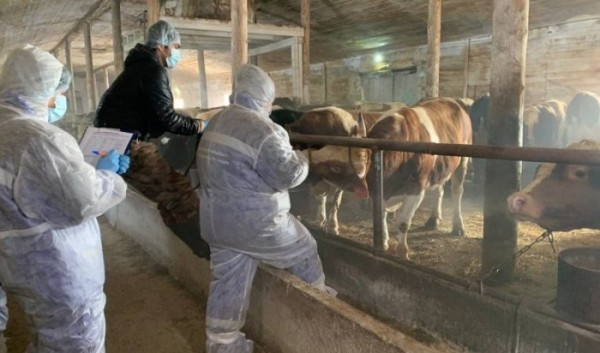 В&nbsp;Иркутске владельцев призывают провести вакцинацию сельхозживотных                            