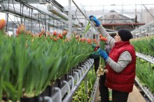 К 8 Марта «Горзеленхоз» вырастил 600 тысяч тюльпанов К 8 Марта «Горзеленхоз» вырастил 600 тысяч тюльпанов
