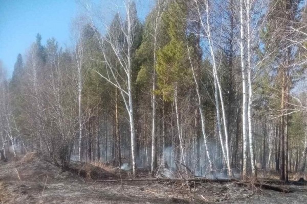 
                За сутки в Иркутской области потушили 12 лесных пожаров
                
            