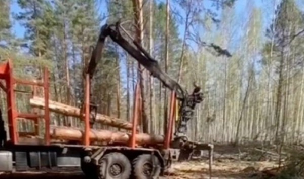 Группу &laquo;чёрных лесорубов&raquo; задержали в Усть-Удинском районе                            