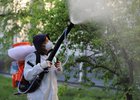 
                От горностаевой моли панируют обработать 47 тысяч деревьев в Иркутске
                
            
