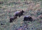 
                В районе КБЖД заметили медведей
                
            