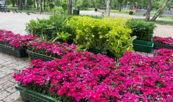 В Ленинском округе Иркутска завершается высадка цветов                            