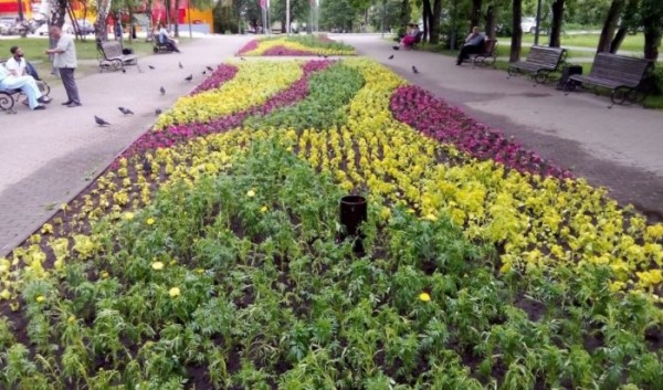 Иркутяне выкопали множество цветов с городских клумб Иркутяне выкопали множество цветов с городских клумб
