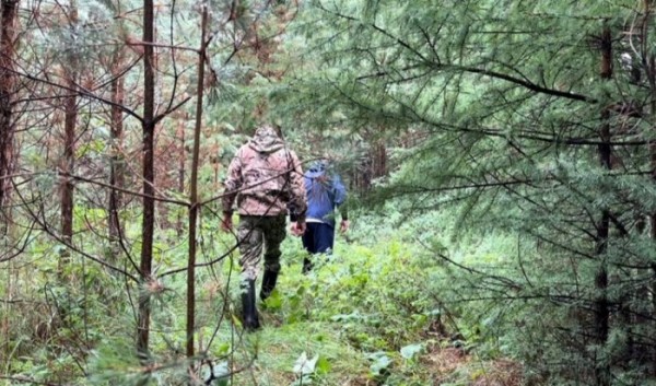 Двух сборщиков ягод ищут в Братске                            