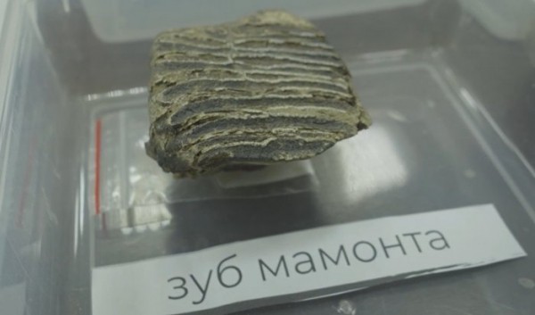 Более 180 тысяч находок обнаружили при раскопках в Усольском районе                            