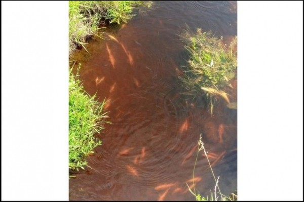 
                Прокуратура назвала вероятную причину гибели рыбы в водоемах Аларского и Черемховского районов
                
            