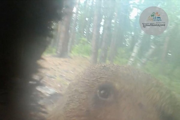 
                В Прибайкальском нацпарке медведи пытались сломать фотоловушку
                
            