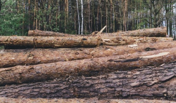 В&nbsp;Приангарье за&nbsp;контрабанду леса осудят руководителя лесоперерабатывающего предприятия                            
