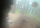
                В Прибайкальском нацпарке медведи пытались сломать фотоловушку
                
            