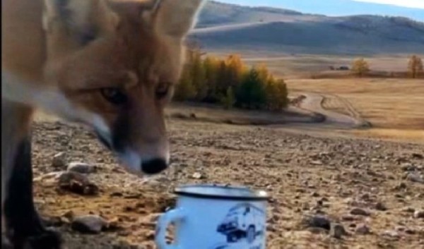 Лиса украла телефон у&nbsp;туристки на&nbsp;Ольхоне                            