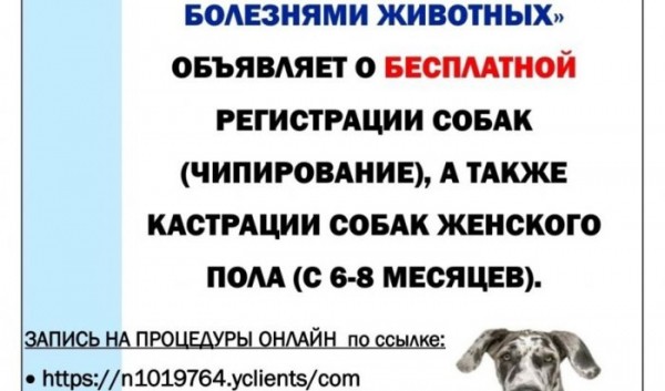 В Иркутске можно бесплатно кастрировать и чипиовать собак В Иркутске можно бесплатно кастрировать и чипиовать собак