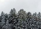 
                В Прибайкальском нацпарке перед праздниками усилили охрану хвойных деревьев
                
            