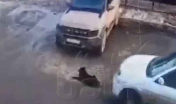 В Иркутске полиция нашла девушку, которая на машине переехала собаку                            