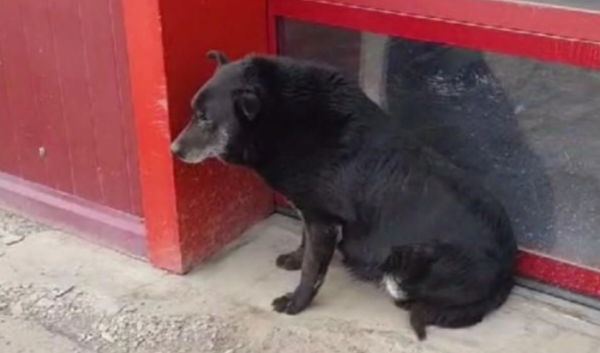 В&nbsp;Иркутске девушка переехала собаку и&nbsp;скрылась (Видео)                            