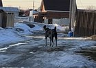 
                Во Введенщине собака напала на 11-летнего мальчика
                
            