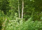 В Иркутской области фиксируют рост заболеваемости клещевыми инфекциями
В Иркутской области фиксируют рост заболеваемости клещевыми инфекциями