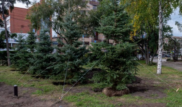 14 крупномерных елей высадили на площади Декабристов в Иркутске                            