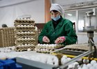 
                В Иркутской области с начала 2025 года произвели 828 миллионов куриных яиц
                
            